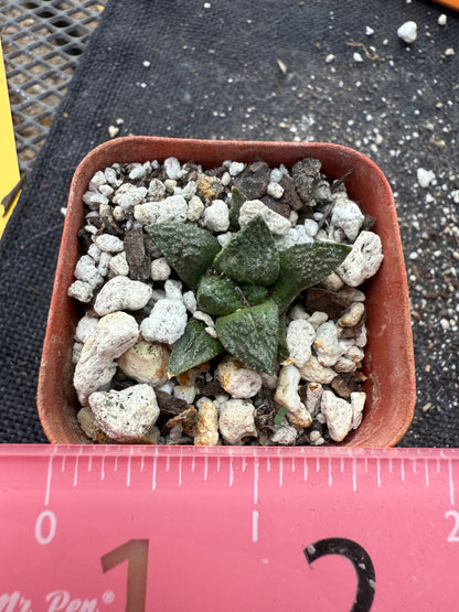 Ariocarpus fissuratus seedling 220