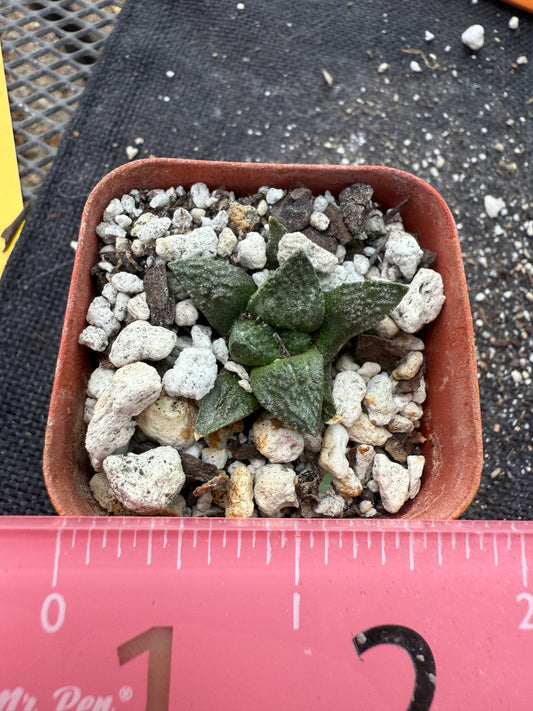 Ariocarpus fissuratus seedling 220