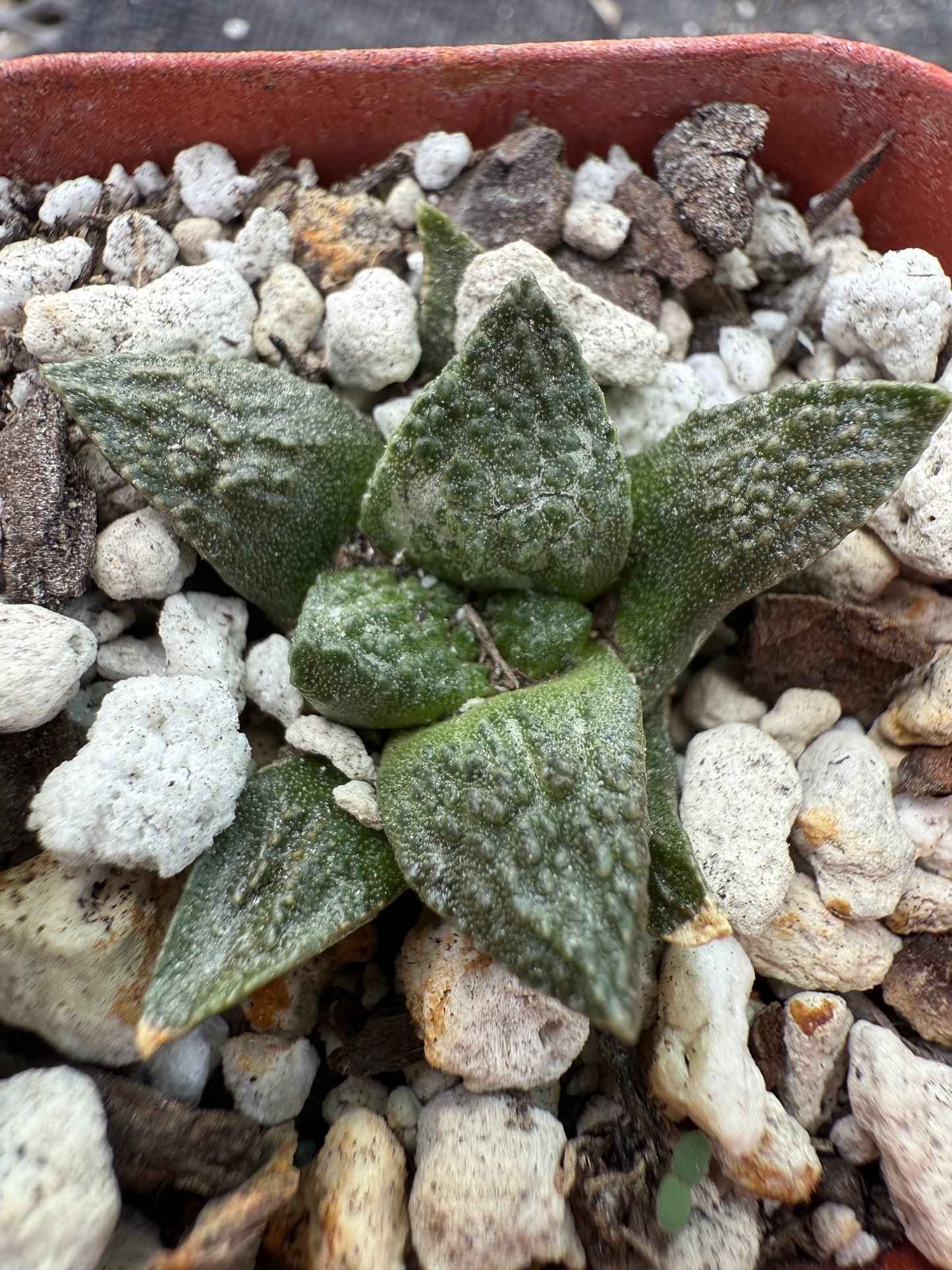 Ariocarpus fissuratus seedling 220