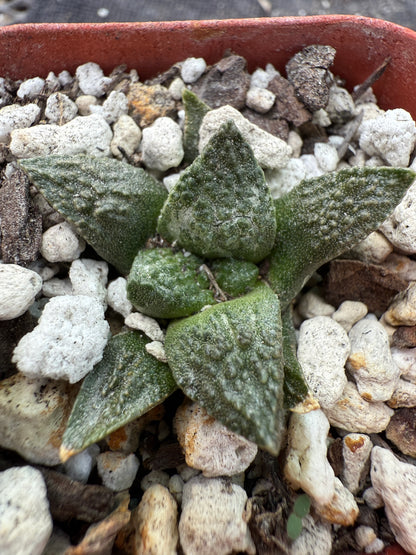 Ariocarpus fissuratus seedling 220