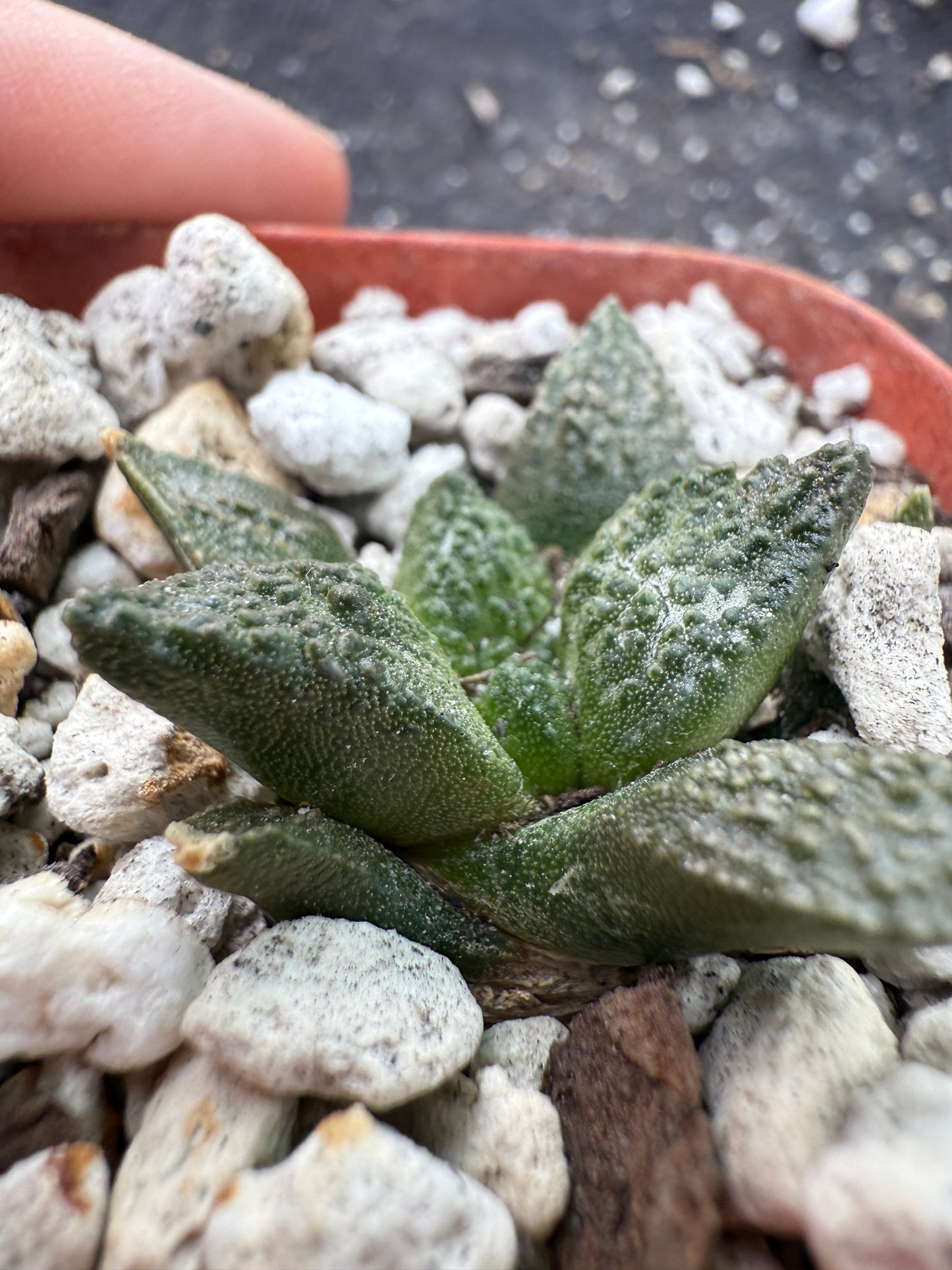 Ariocarpus fissuratus seedling 220