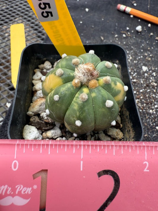 Astrophytum asterias variegated 355