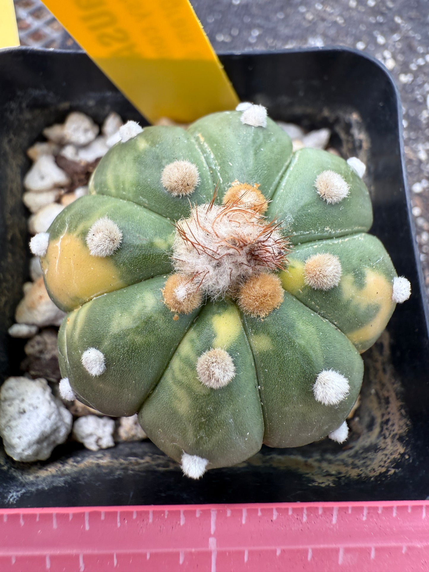 Astrophytum asterias variegated 355