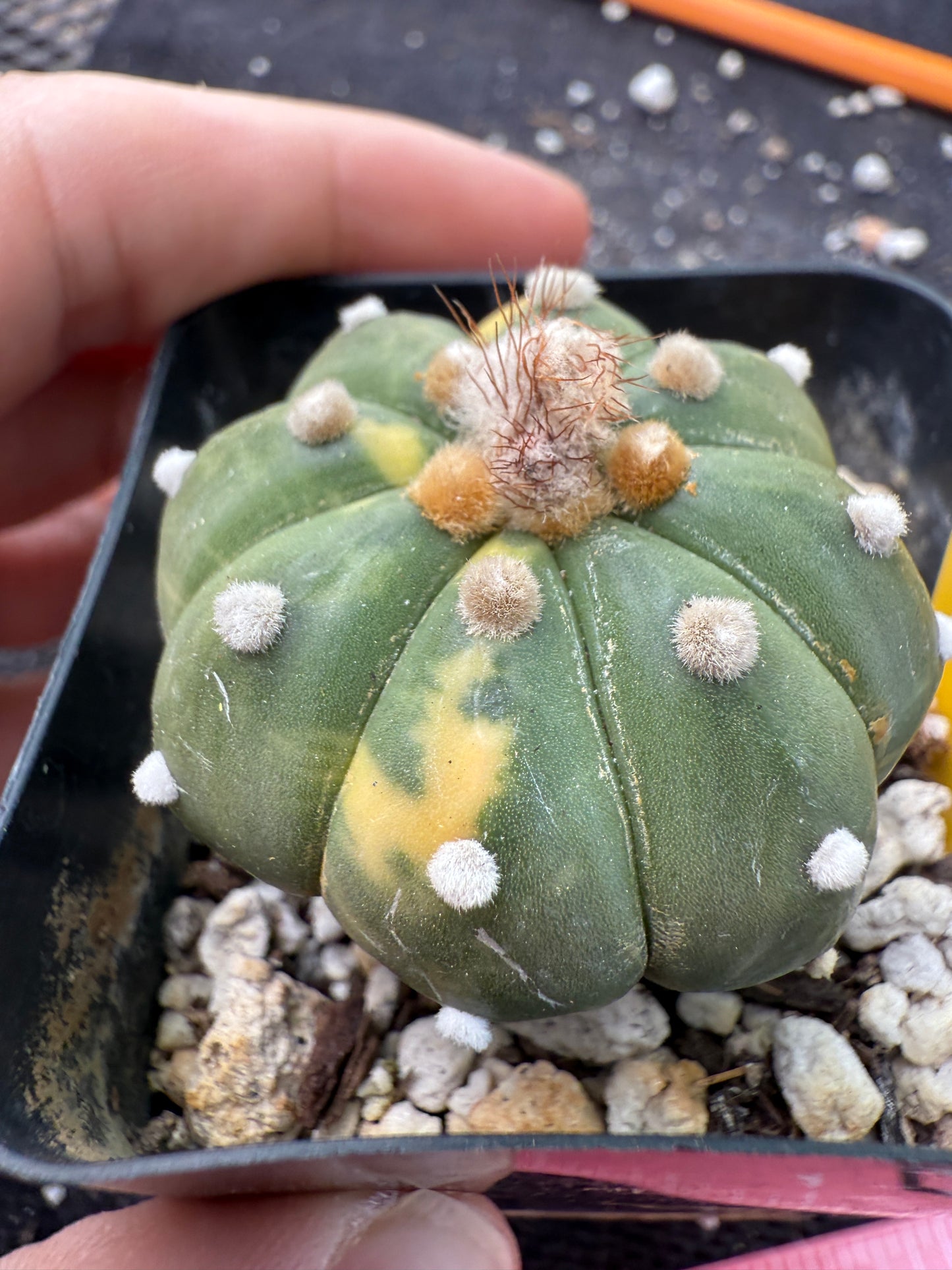 Astrophytum asterias variegated 355