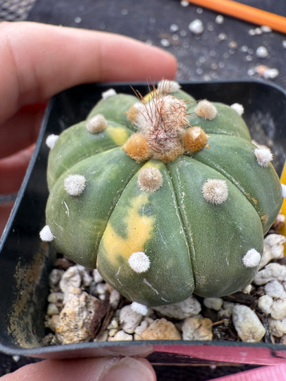 Astrophytum asterias variegated 355
