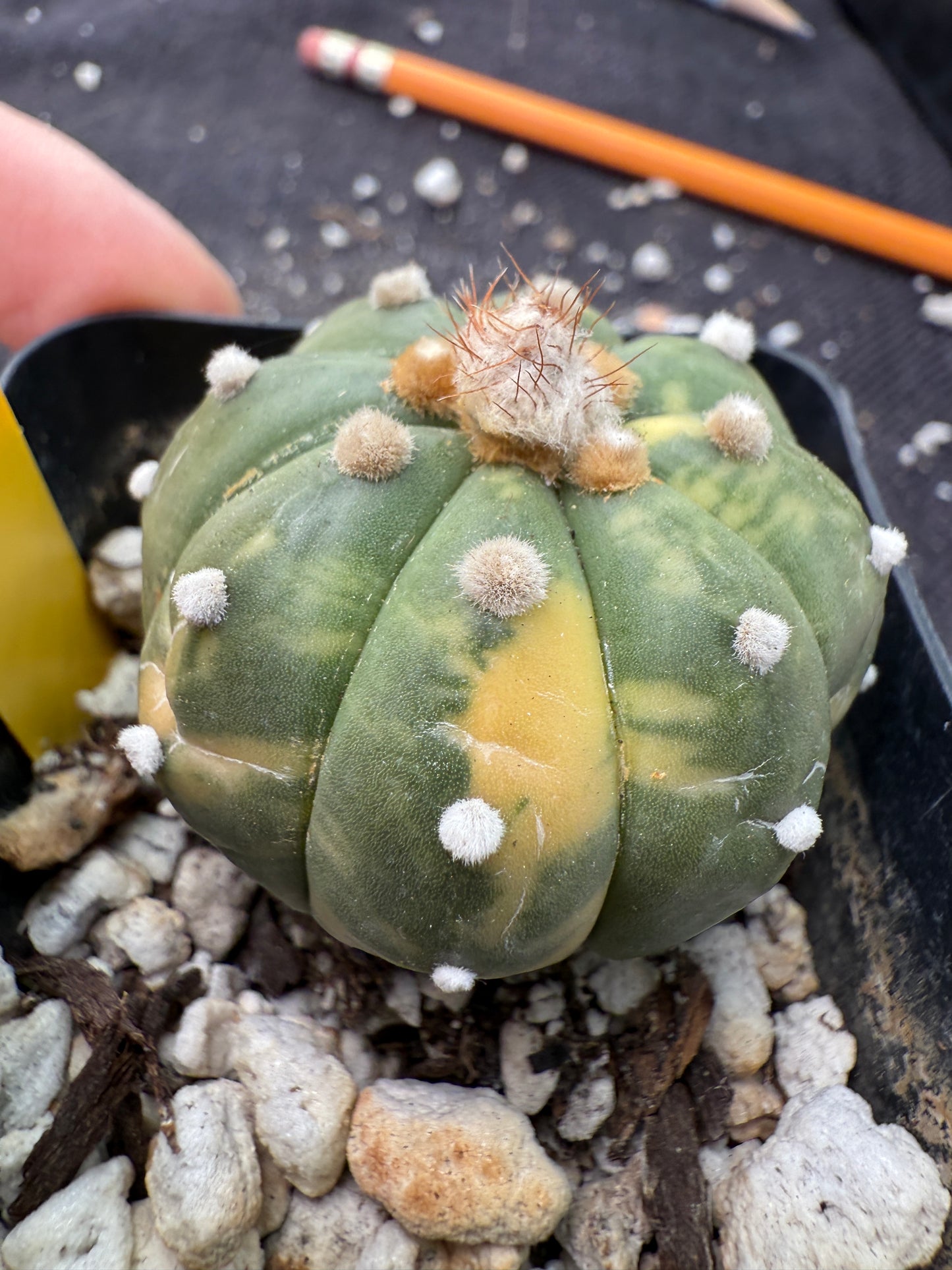 Astrophytum asterias variegated 355