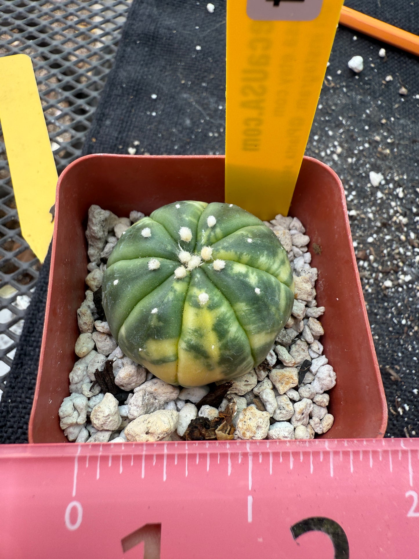 Astrophytum asterias variegated 354