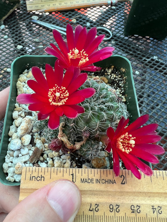 Rebutia vazqueziana v. Albispinus cactus