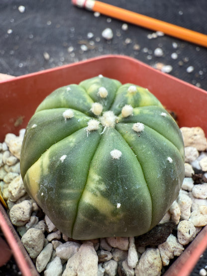 Astrophytum asterias variegated 354