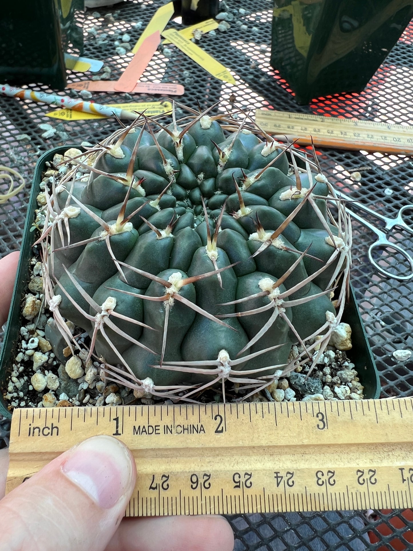 Gymnocalycium marsoneri cactus large in 4.25 inch pot