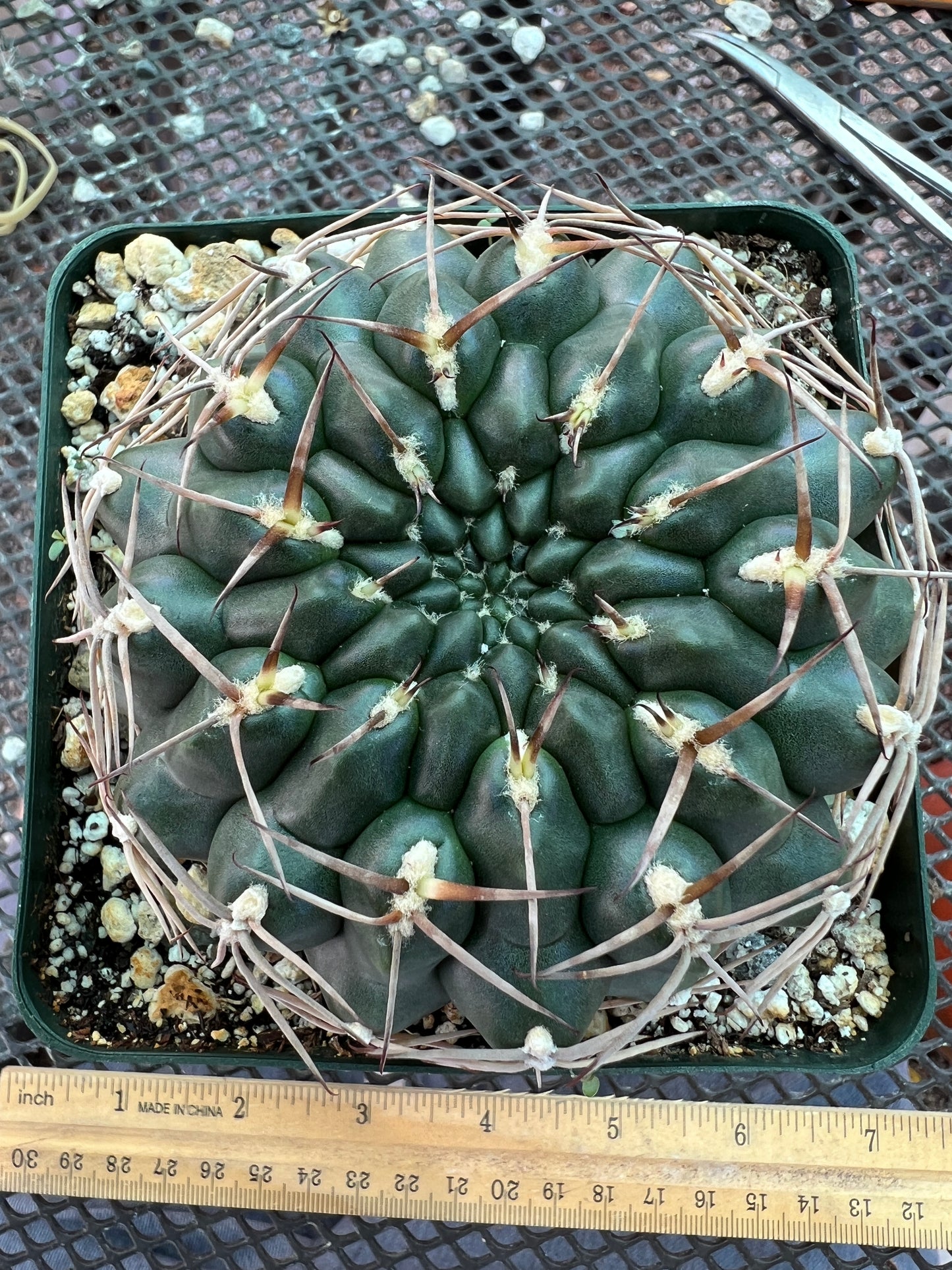 Gymnocalycium marsoneri cactus large in 4.25 inch pot