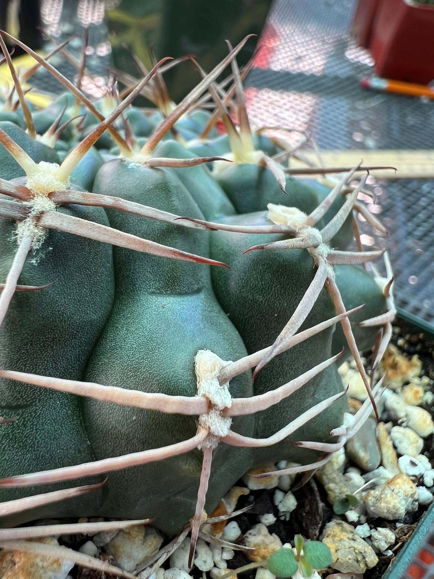 Gymnocalycium marsoneri cactus large in 4.25 inch pot