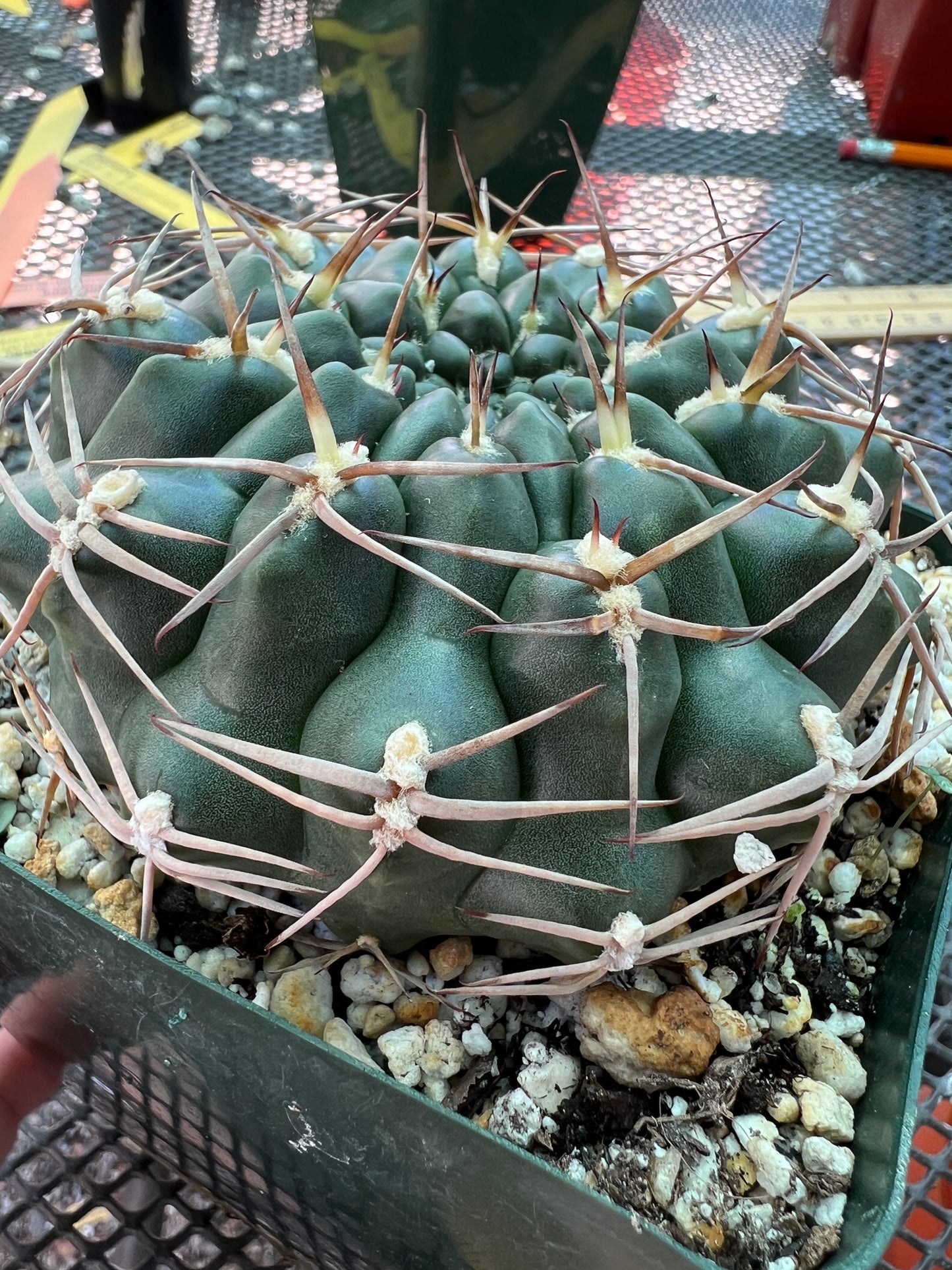 Gymnocalycium marsoneri cactus large in 4.25 inch pot