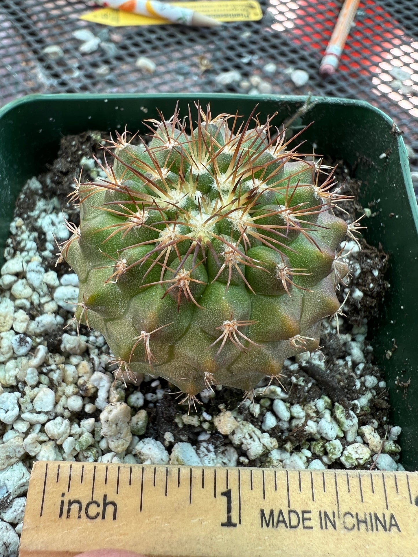 Copiapoa rupestris cactus