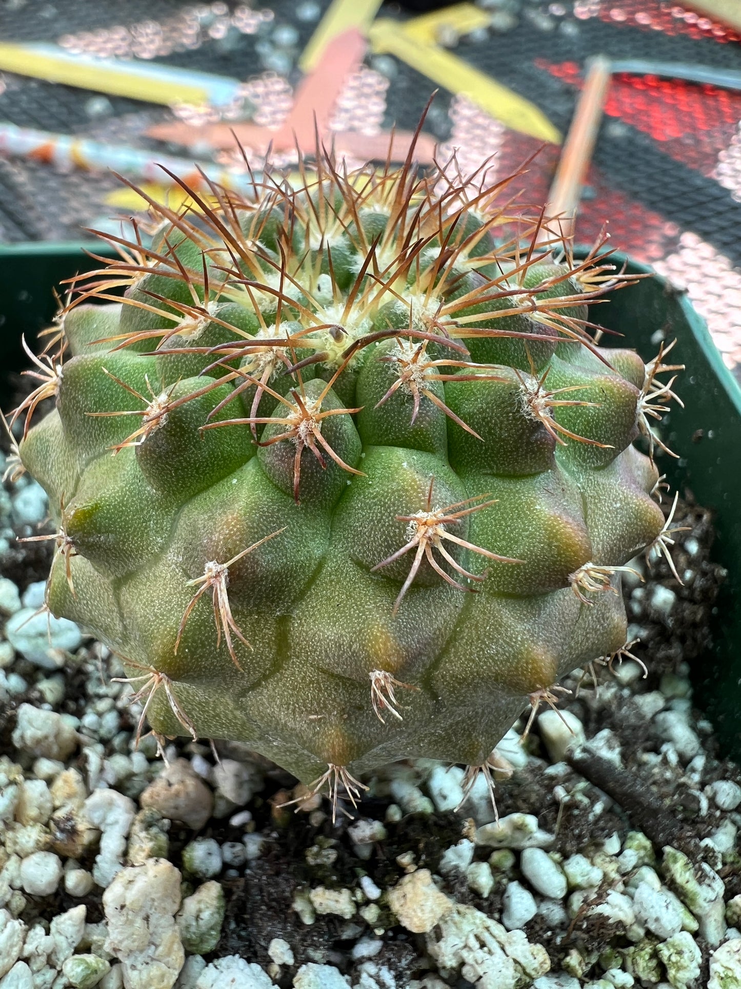 Copiapoa rupestris cactus