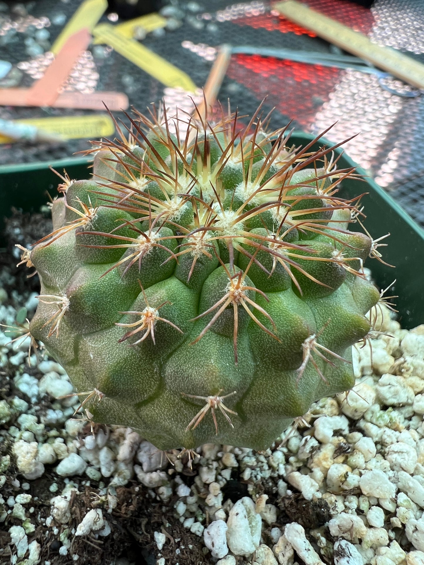 Copiapoa rupestris cactus