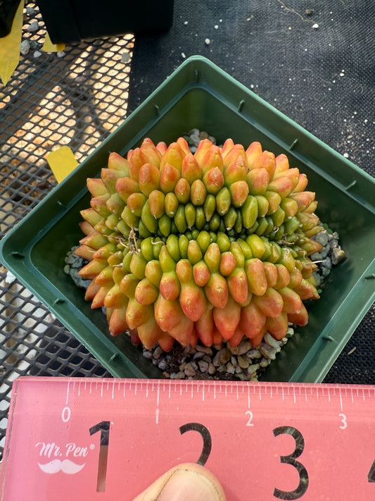 Gymnocalycium kohyo crest very nice 247