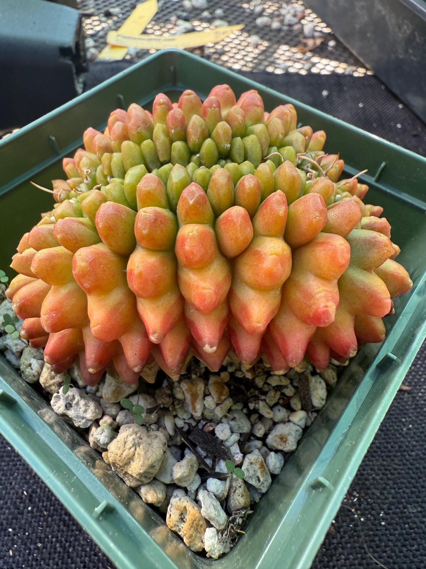 Gymnocalycium kohyo crest very nice 247