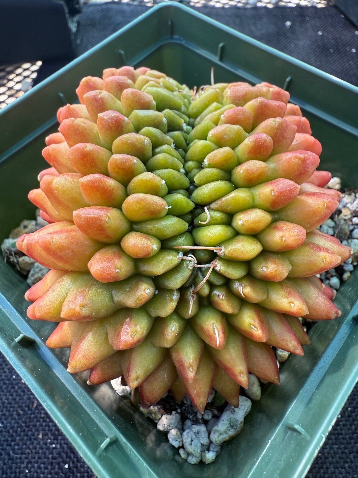 Gymnocalycium kohyo crest very nice 247