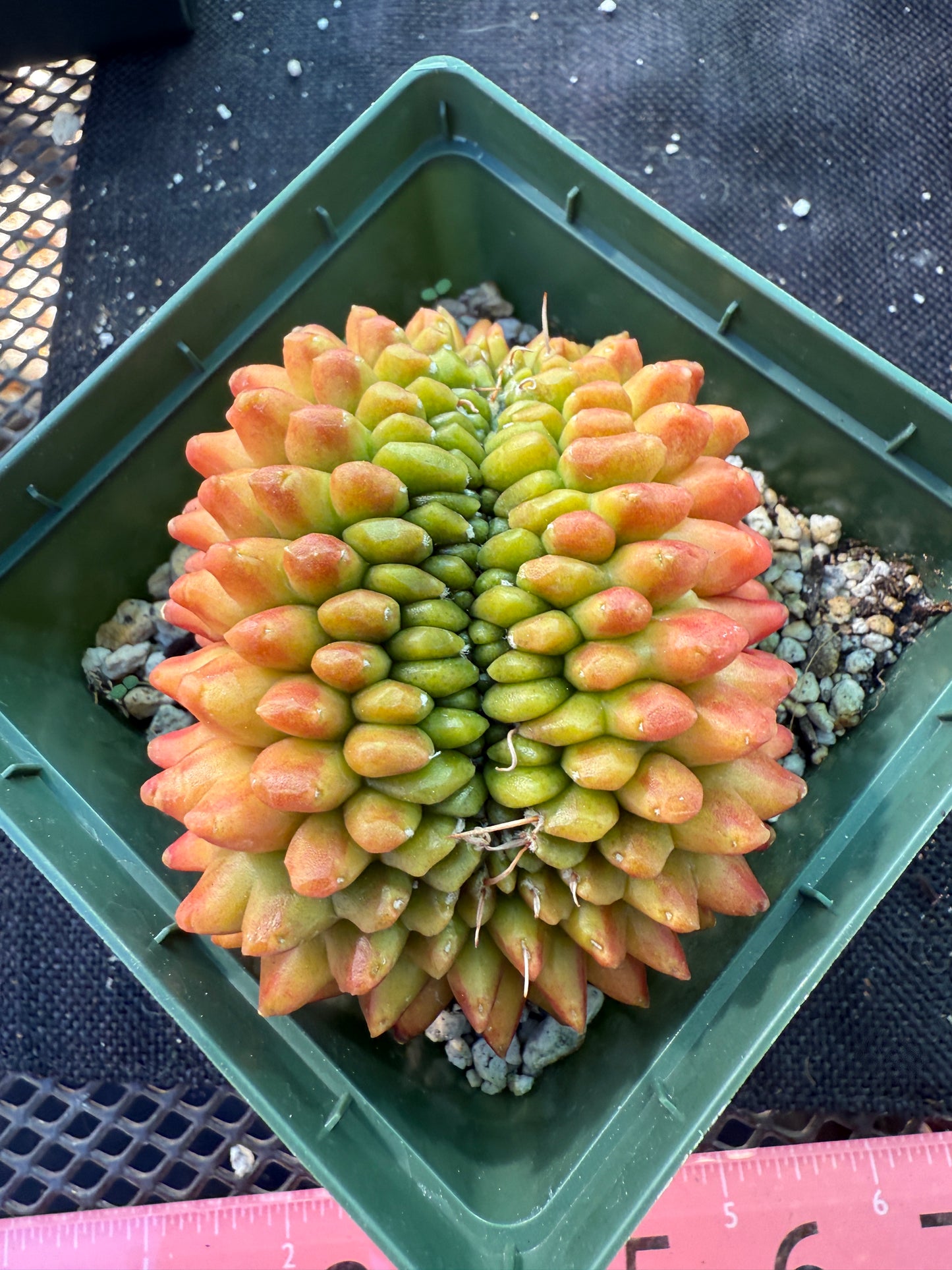 Gymnocalycium kohyo crest very nice 247