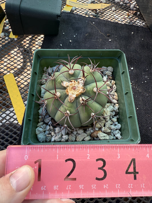 Gymnocalycium cabreraense rare cactus 252