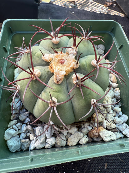 Gymnocalycium cabreraense rare cactus 252