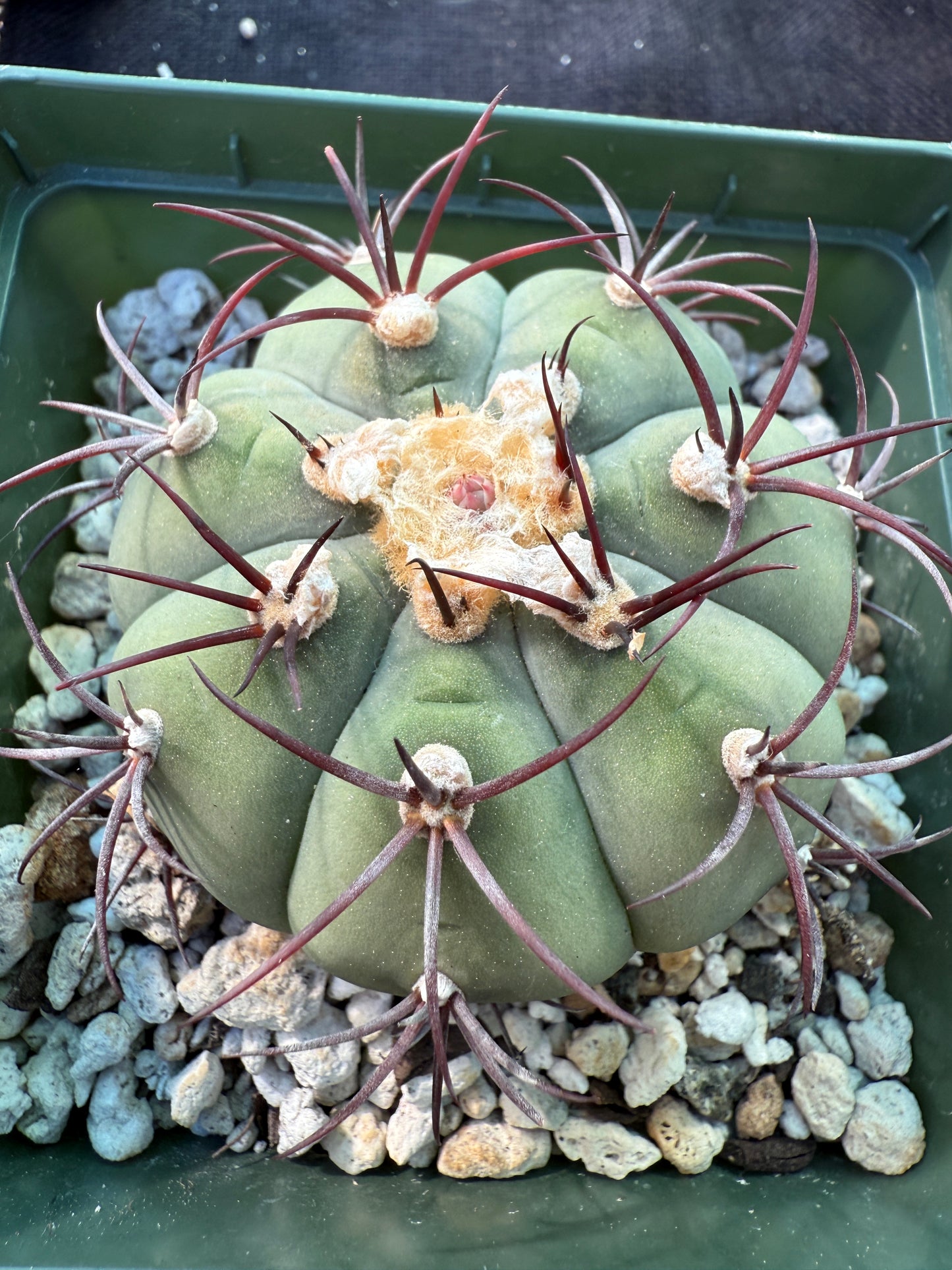 Gymnocalycium cabreraense rare cactus 252
