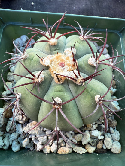 Gymnocalycium cabreraense rare cactus 252