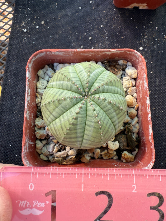 Euphorbia obesa very nice succulent 389