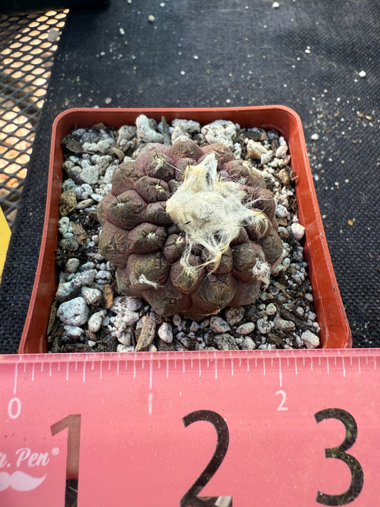 Copiapoa hypogea lizard skin nice pattern 317