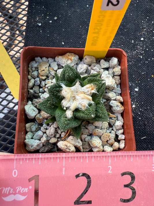 Ariocarpus Hintonii rare cactus 375