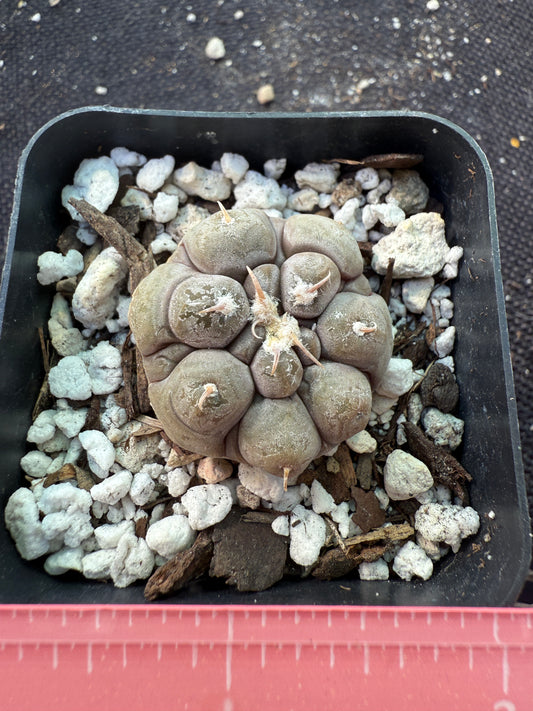 Gymnocalycium prochazkeanum rare miniature cactus 332