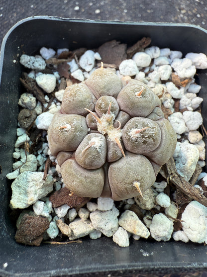Gymnocalycium prochazkeanum rare miniature cactus 332
