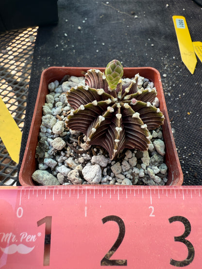 Gymnocalycium lb2178 beautiful plant 501