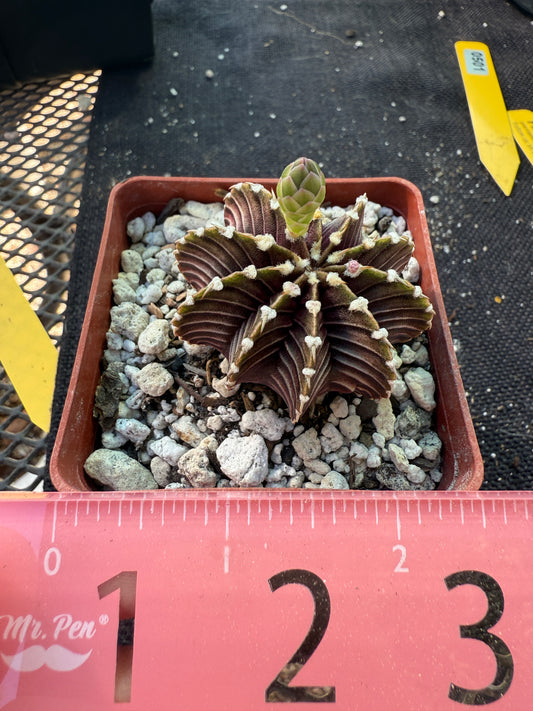 Gymnocalycium lb2178 beautiful plant 501