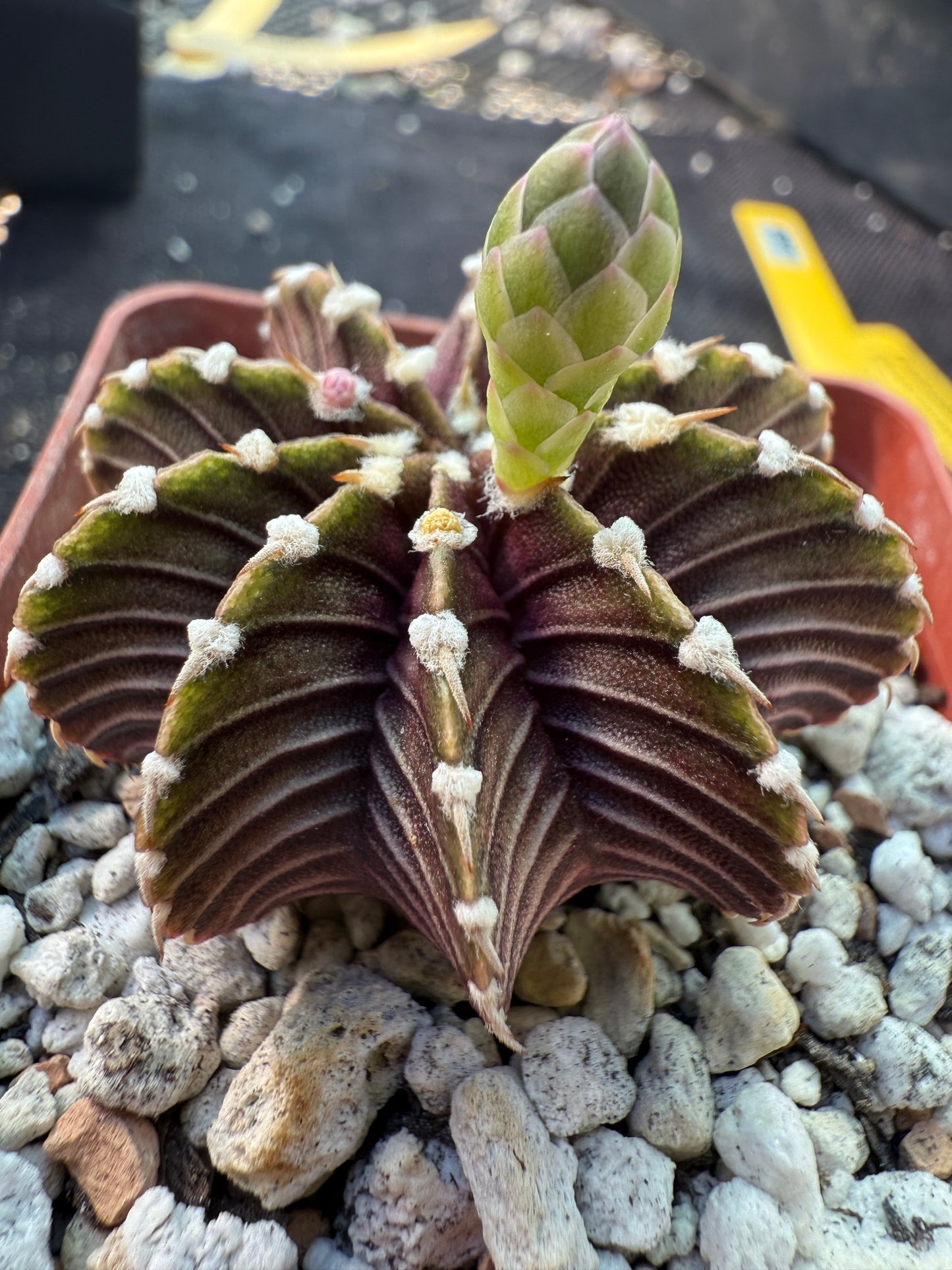 Gymnocalycium lb2178 beautiful plant 501