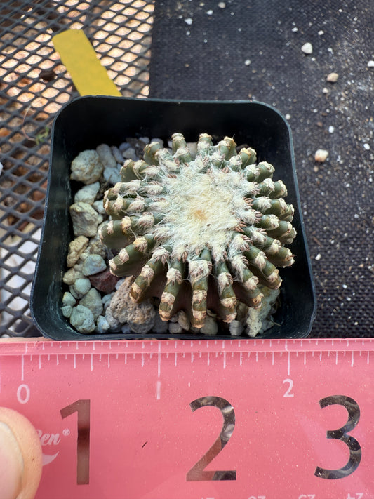 Discocactus horstii rare cactus 179