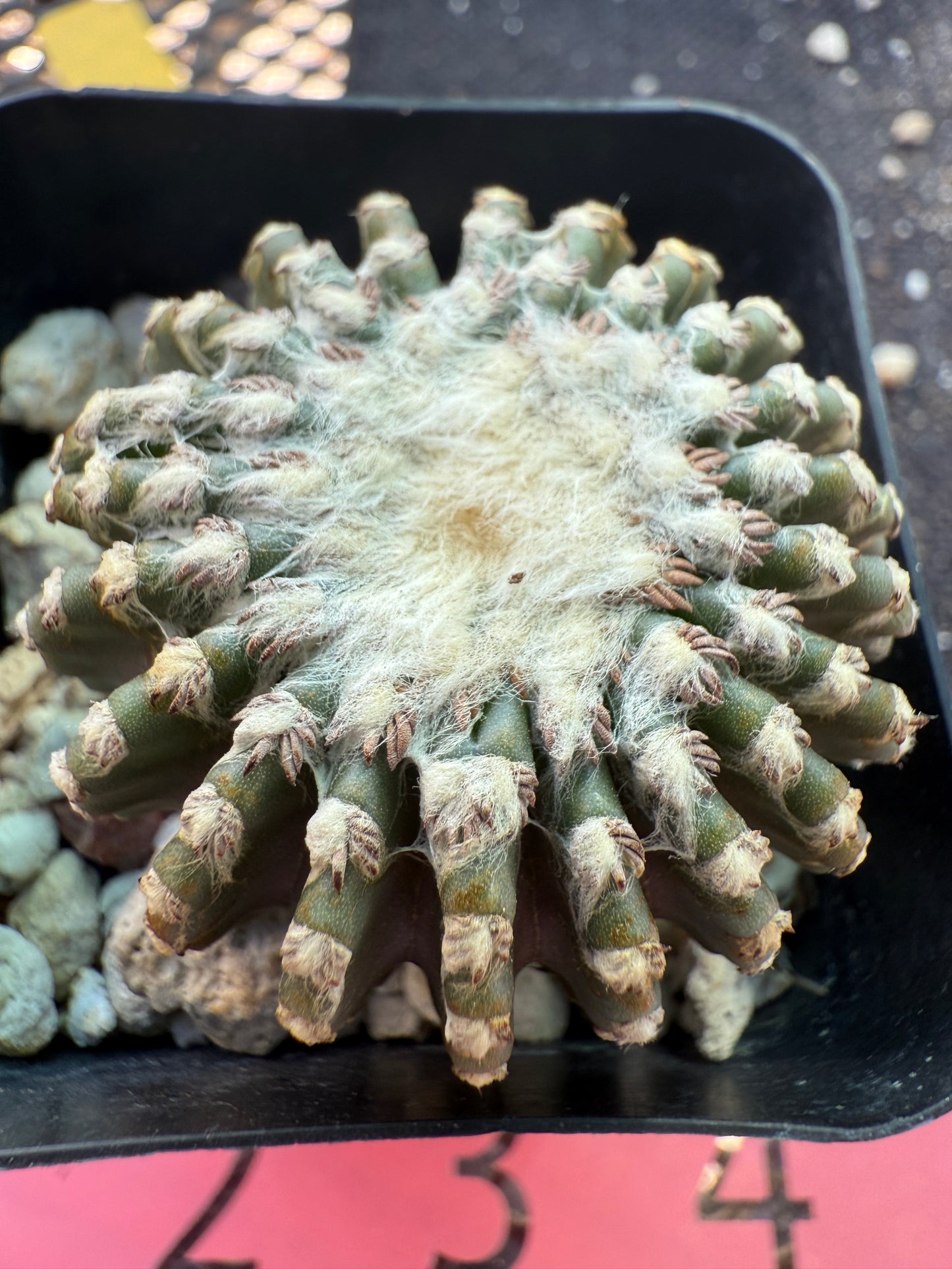 Discocactus horstii rare cactus 179