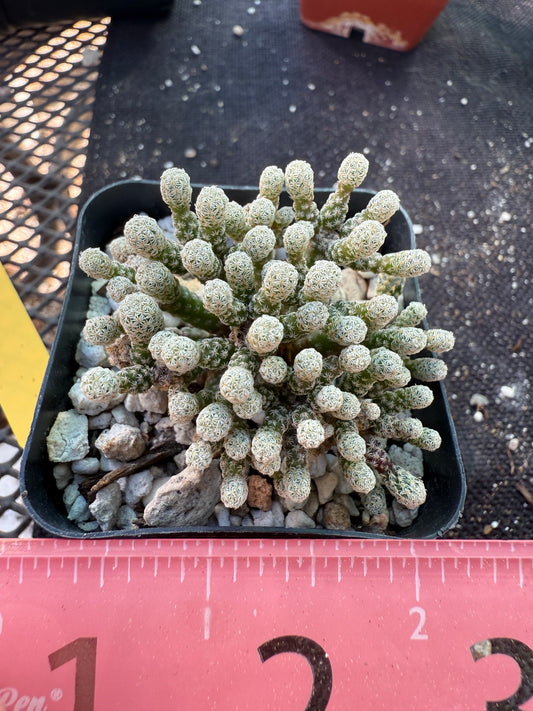 Turbinicarpus minimus rare miniature cactus 194