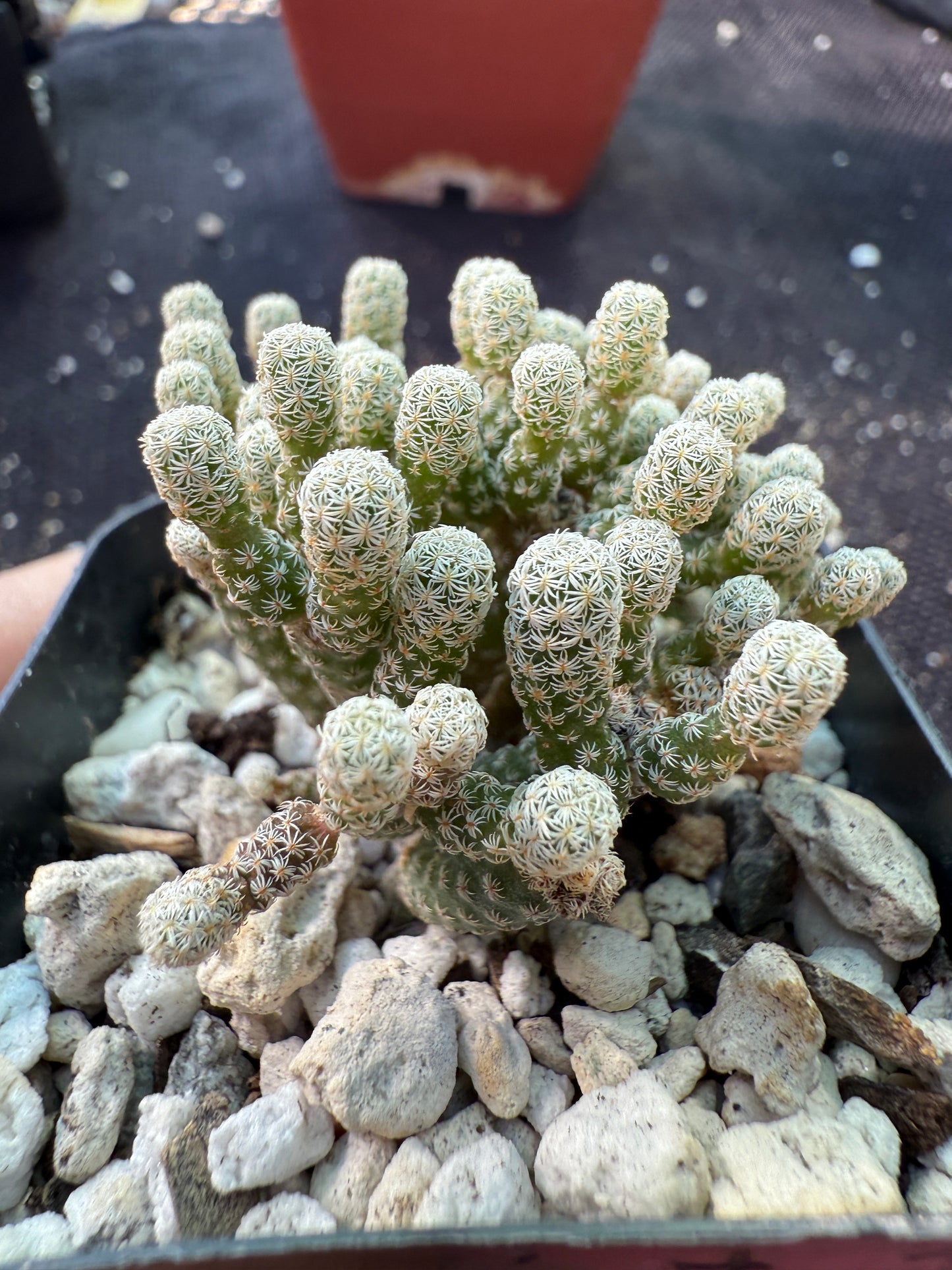 Turbinicarpus minimus rare miniature cactus 194