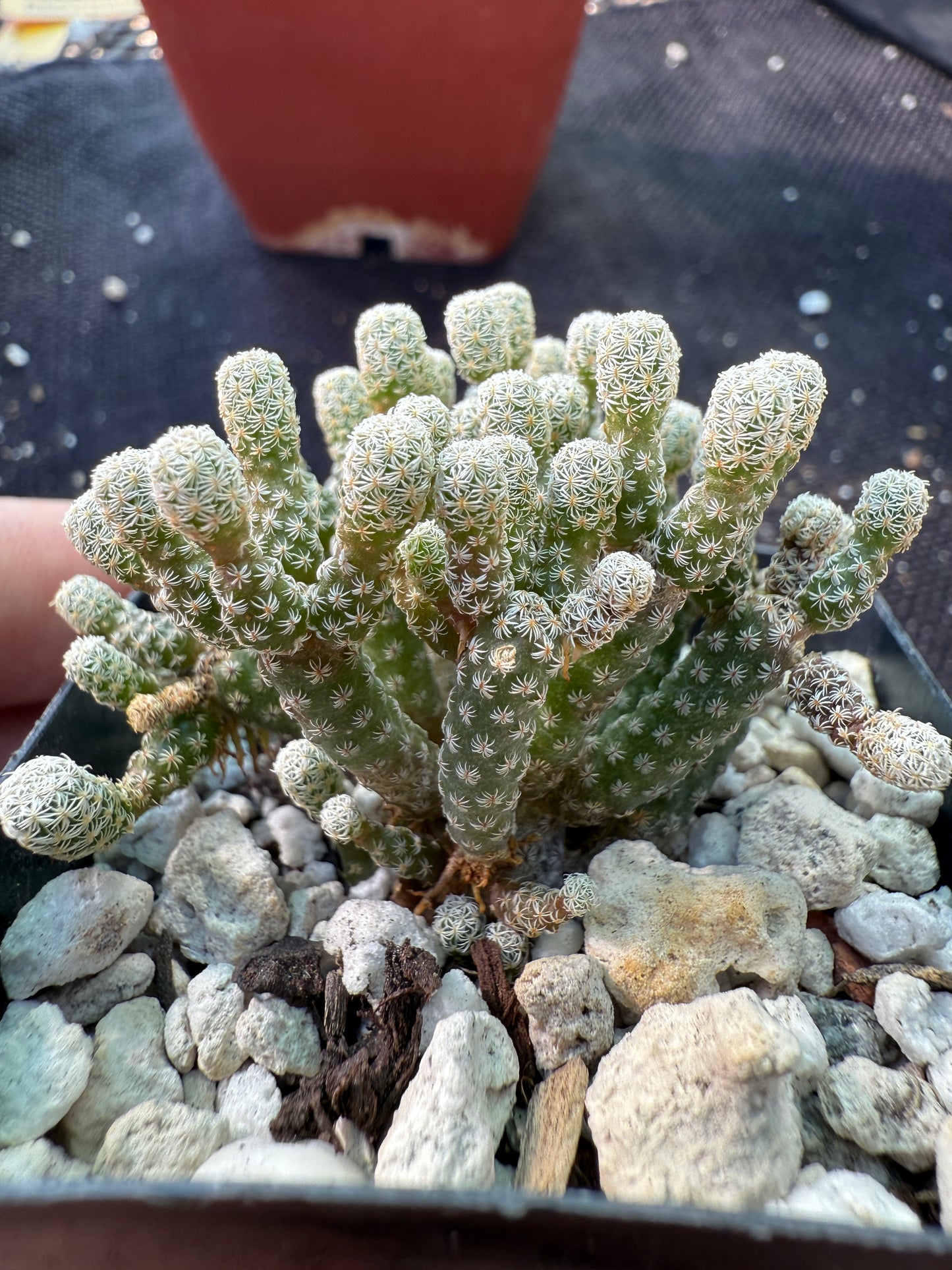 Turbinicarpus minimus rare miniature cactus 194