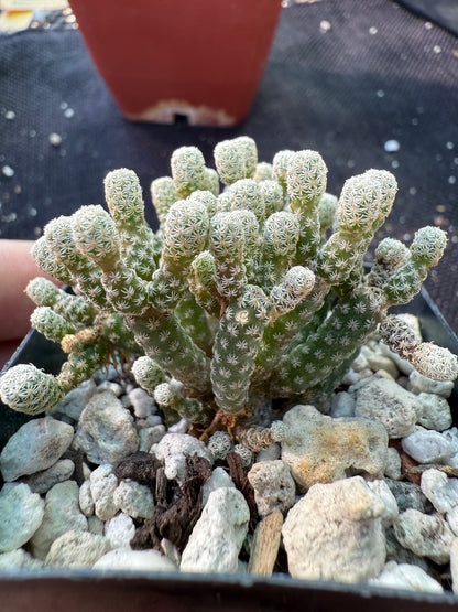 Turbinicarpus minimus rare miniature cactus 194