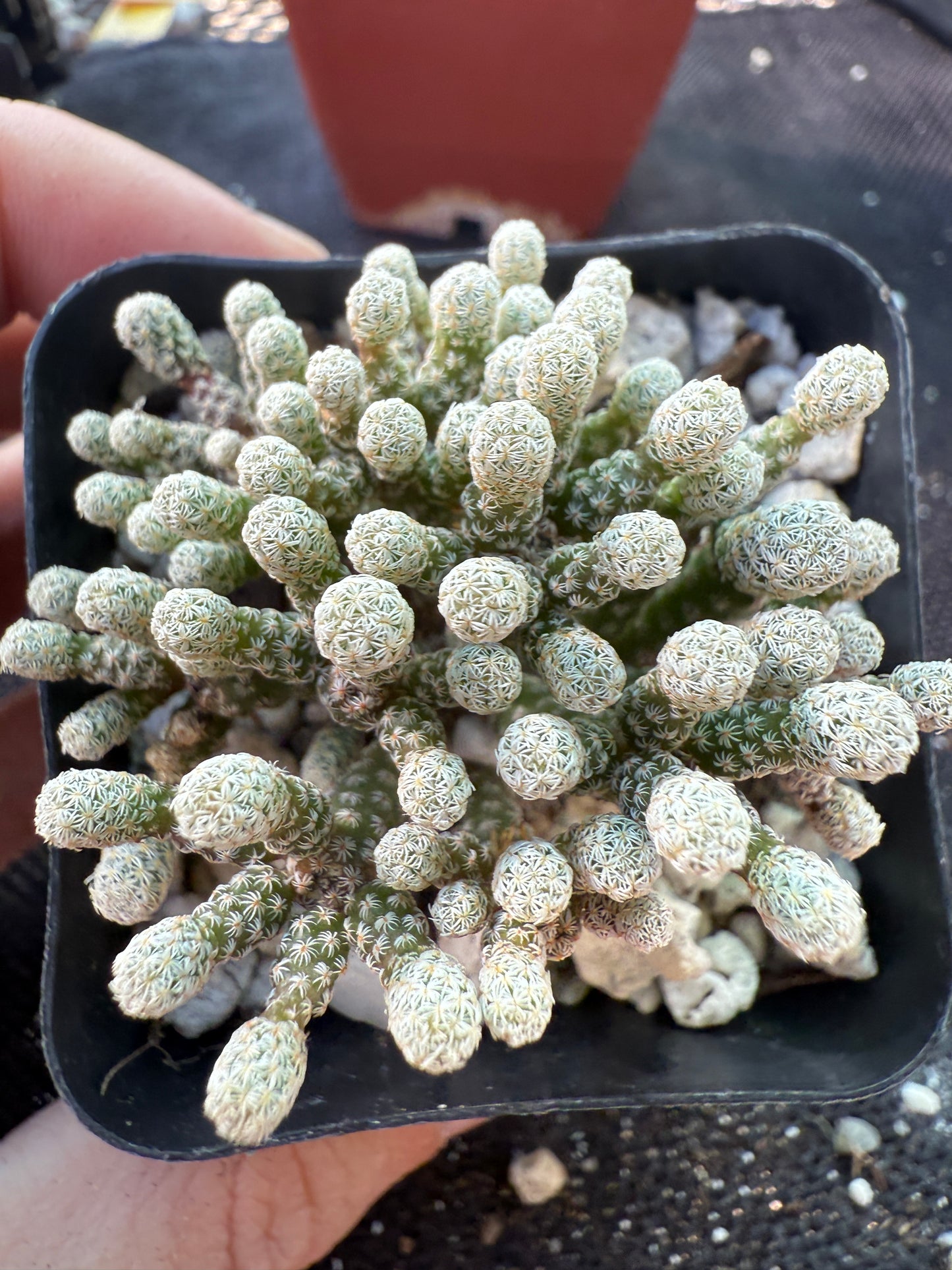 Turbinicarpus minimus rare miniature cactus 194