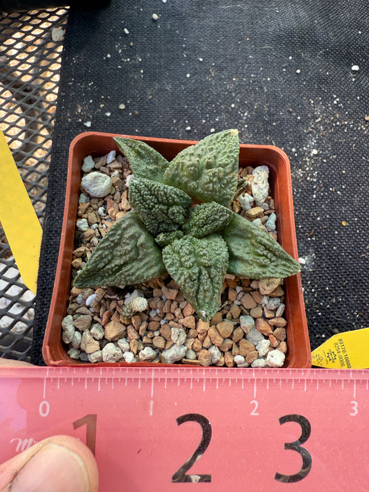 Ariocarpus kikkobotan cactus 322