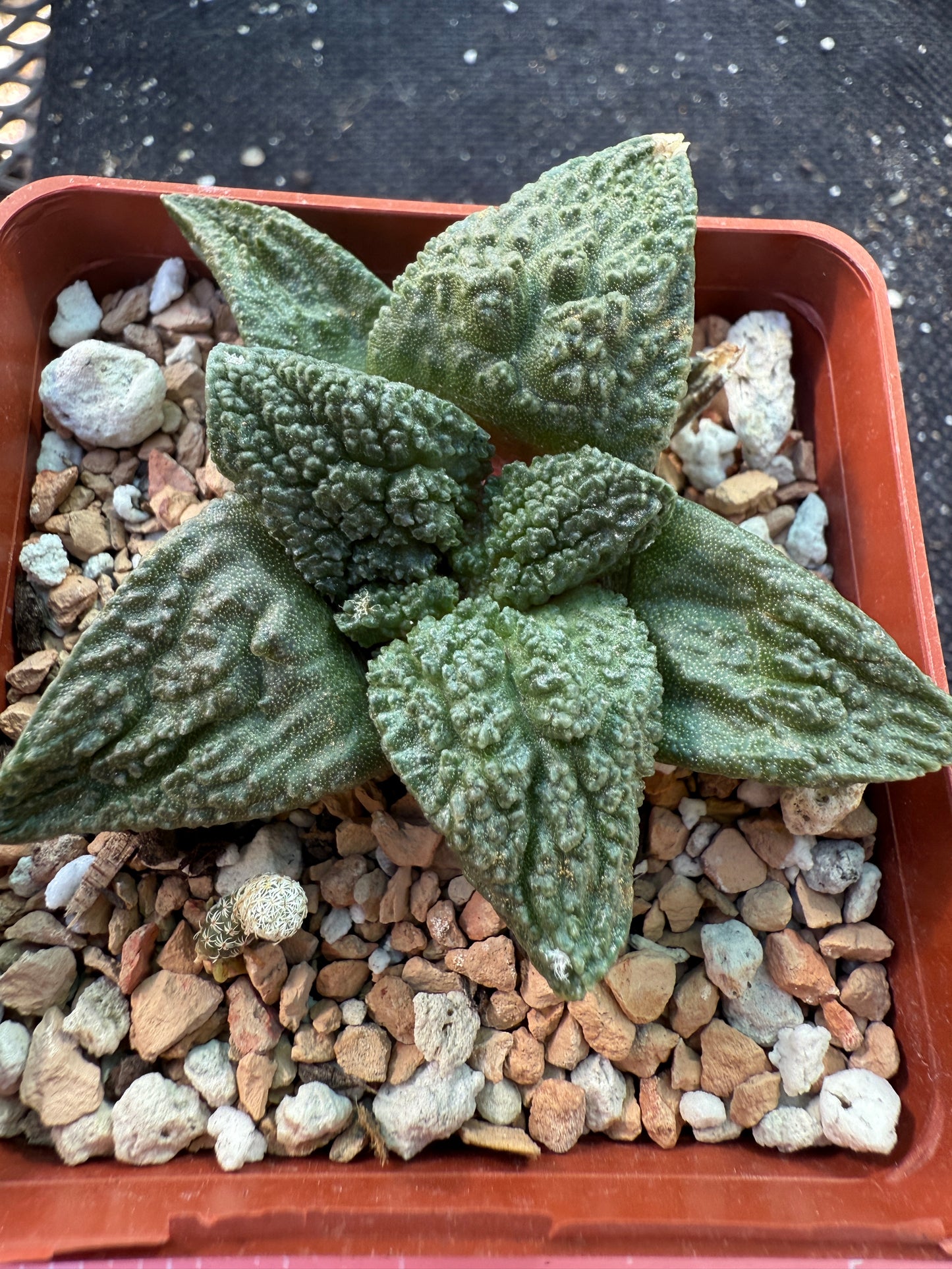Ariocarpus kikkobotan cactus 322