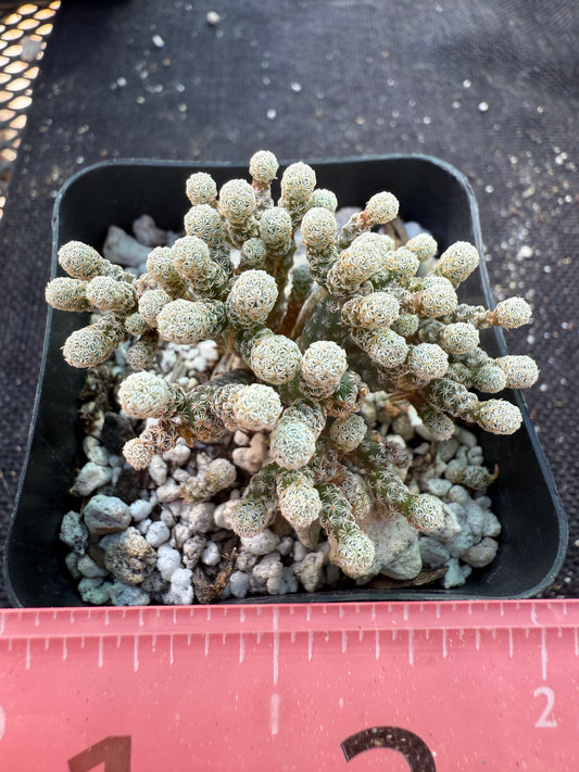Turbinicarpus minimus cactus fast spreading plant 1793