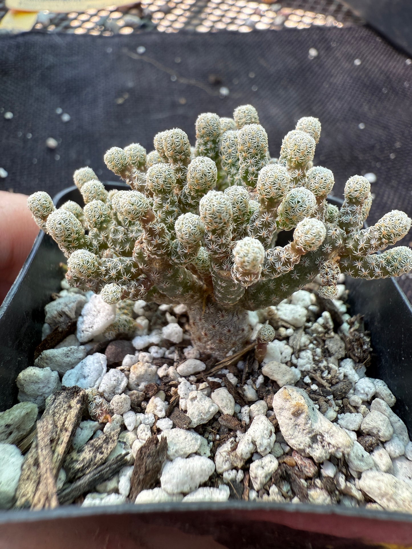 Turbinicarpus minimus cactus fast spreading plant 1793