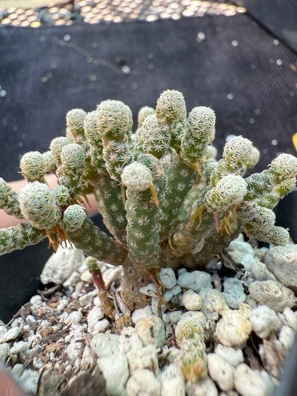 Turbinicarpus minimus cactus fast spreading plant 1793