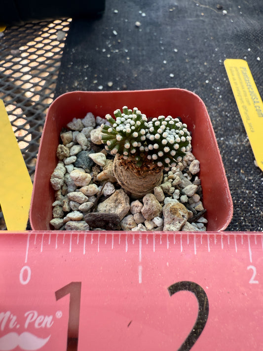 Mammillaria leuthyi seed grown fat taproot 079 very rare