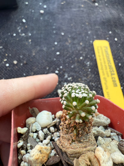 Mammillaria leuthyi seed grown fat taproot 079 very rare